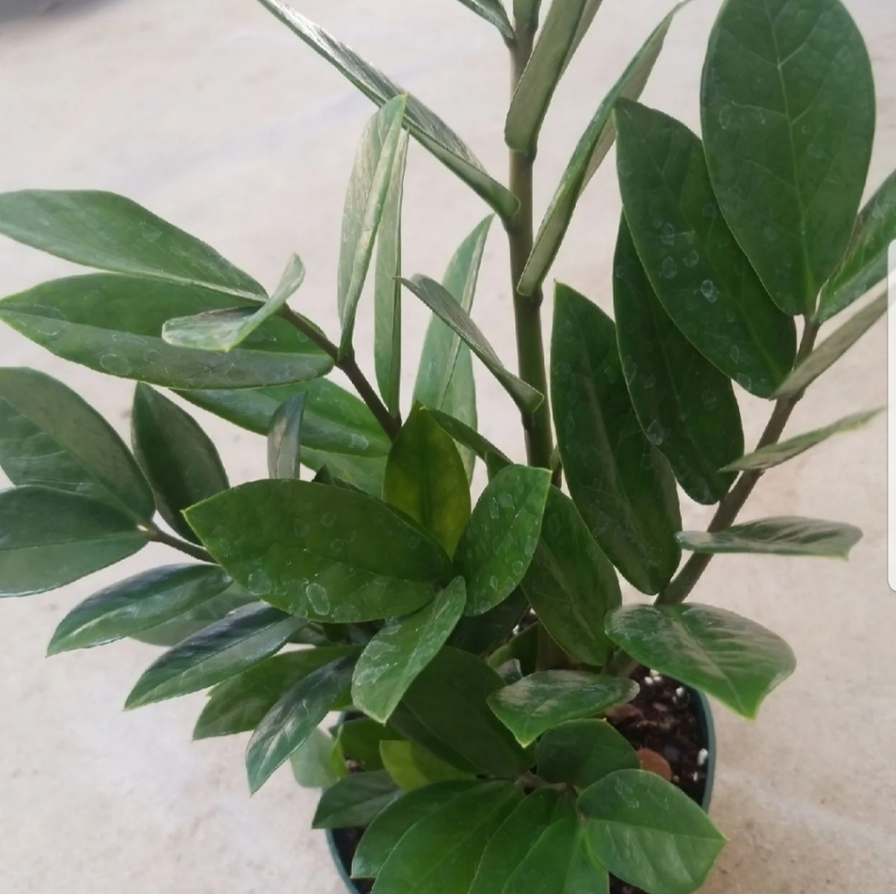 ZZ PLANT AKA ZANZIBAR GEM